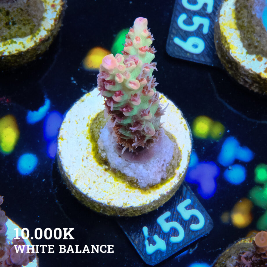 Acropora Microklados 'SSC'