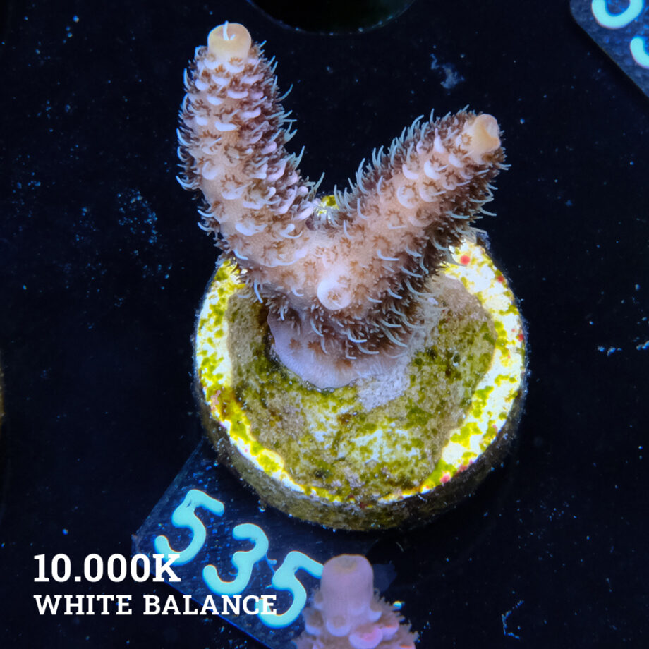 Acropora Millepora 'Pastel Rainbow'