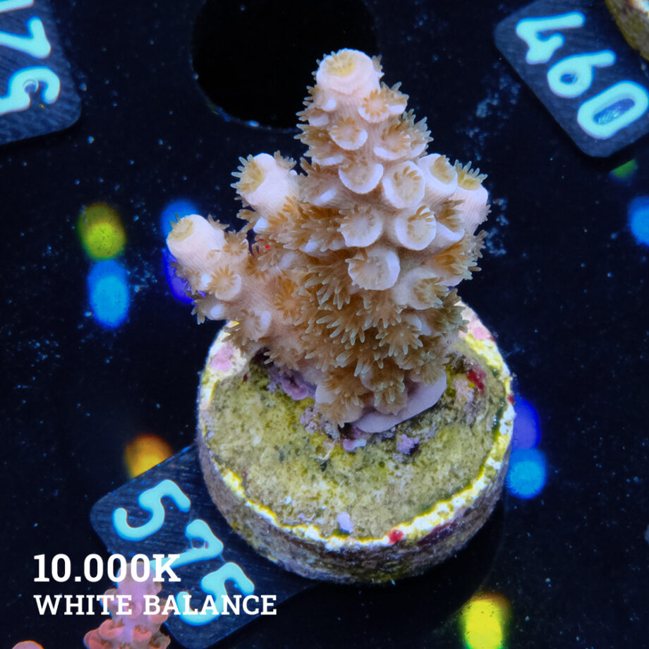 Acropora Tenuis