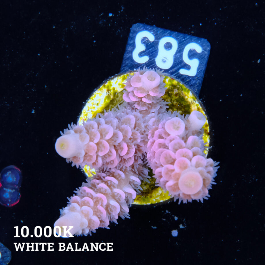 Acropora Tenuis 'Pink'