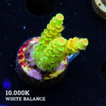 Acropora Tenuis 'Indo Green'