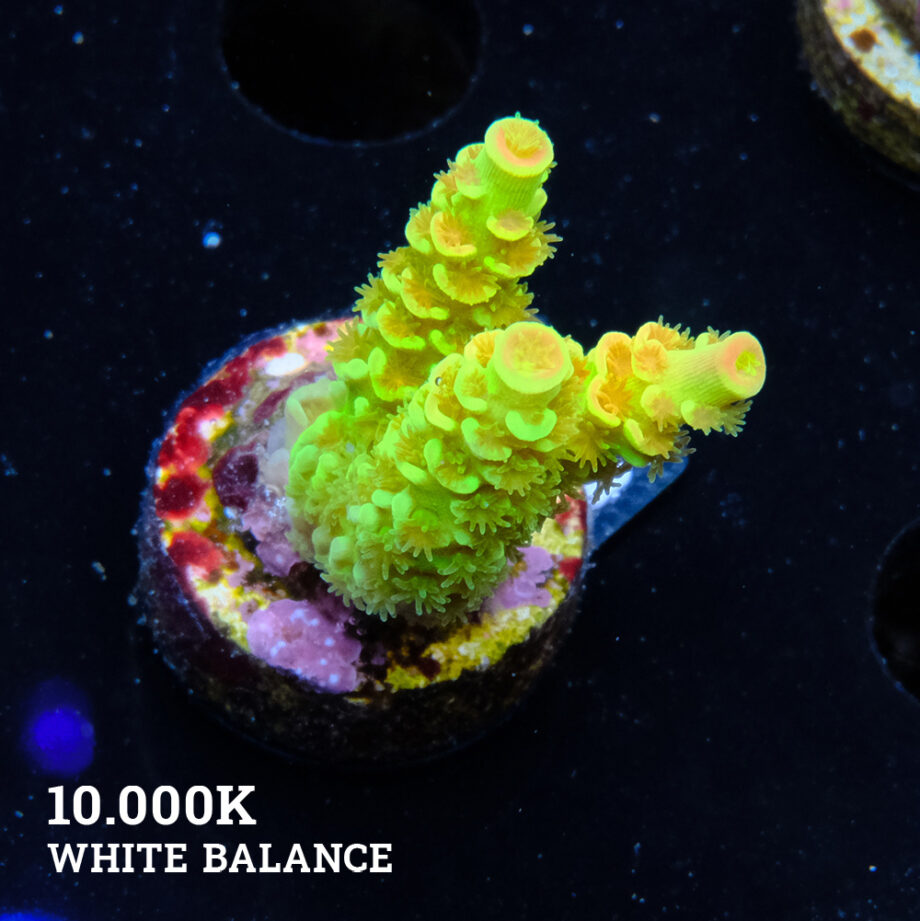 Acropora Tenuis 'Indo Green' (verde)