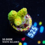 Acropora Tenuis 'Indo Green'