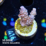 Acropora Tenuis 'Angry Birds'