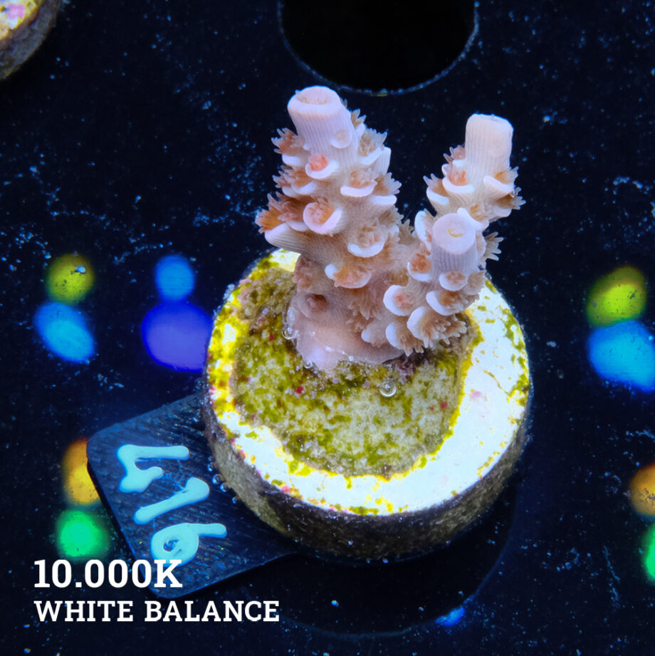 Acropora Tenuis 'Angry Birds'