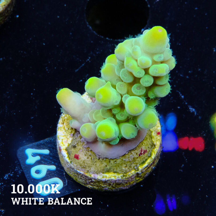 Acropora Austera 'Neón