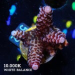 Acropora 'Fluo Bicolor II'