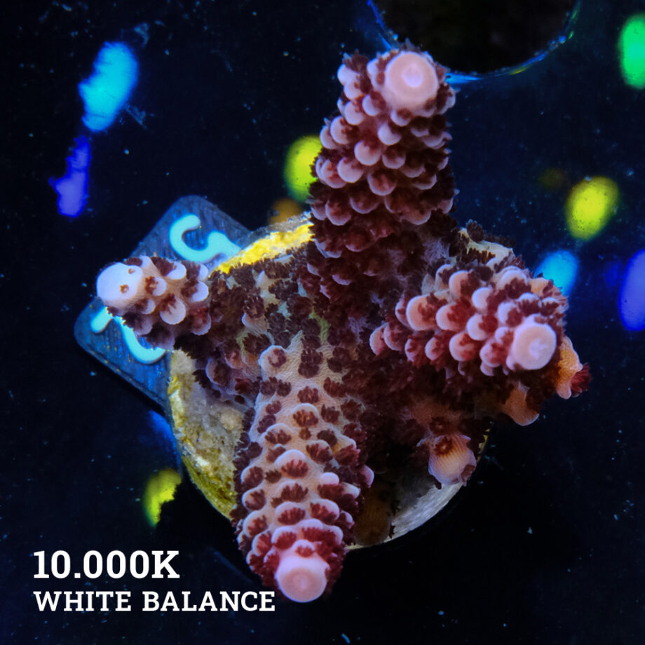 Acropora 'Fluo Bicolor II'