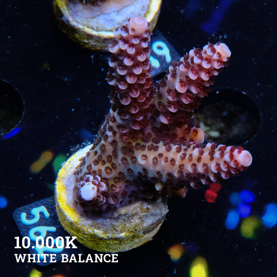 Acropora 'Fluo Bicolor II'