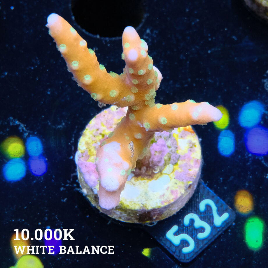 Anacropora 'Tropicana'
