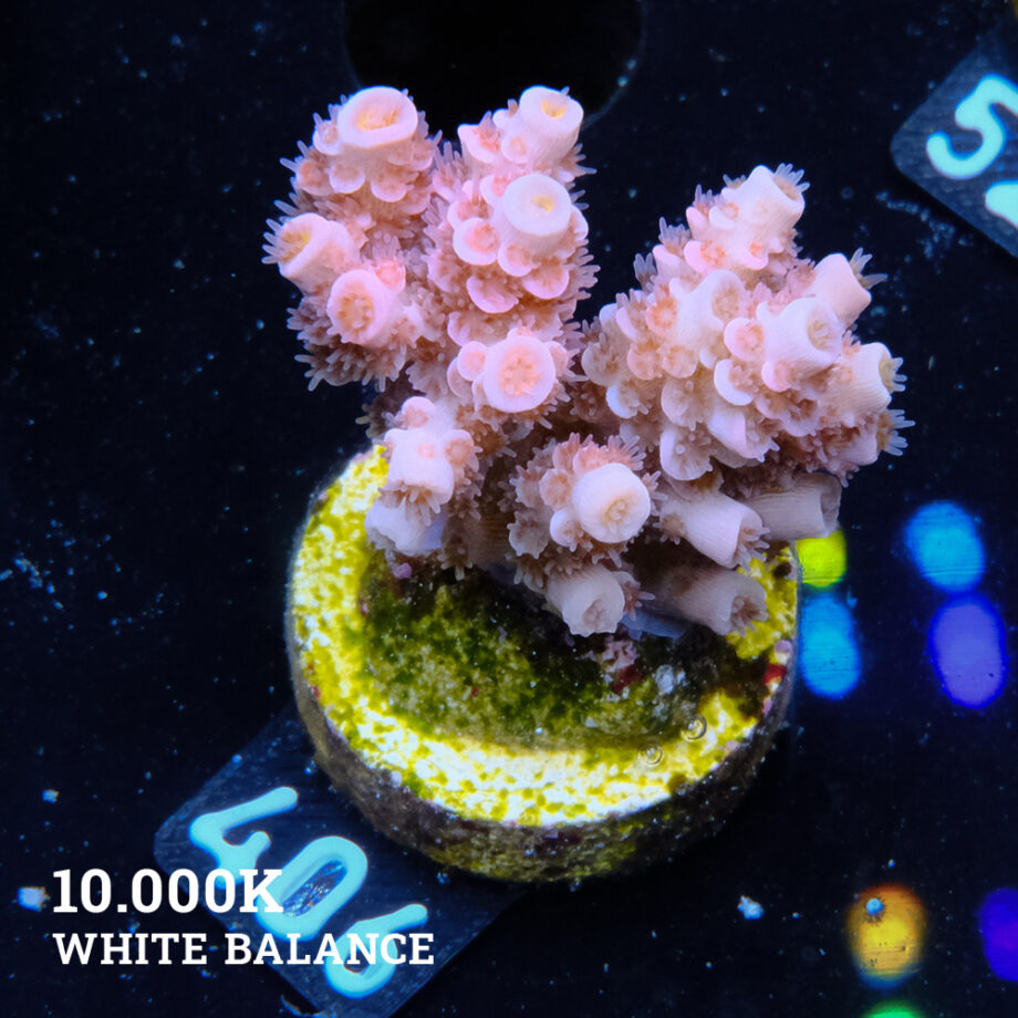 Acropora Tenuis 'Pink'