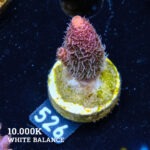 Acropora Millepora 'Rainbow'