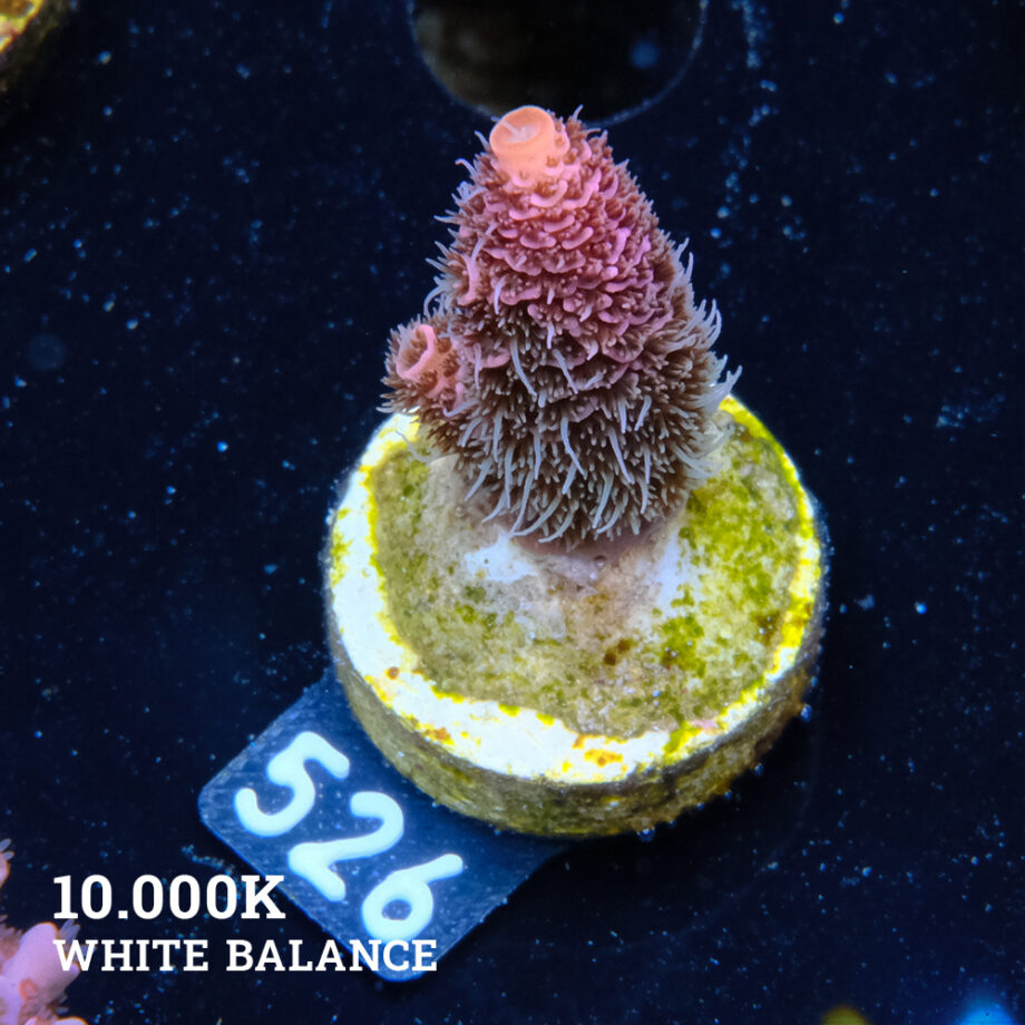 Acropora Millepora 'Rainbow' (Arco iris)
