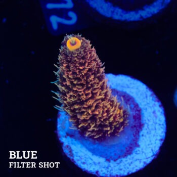 Acropora Millepora 'Orange'