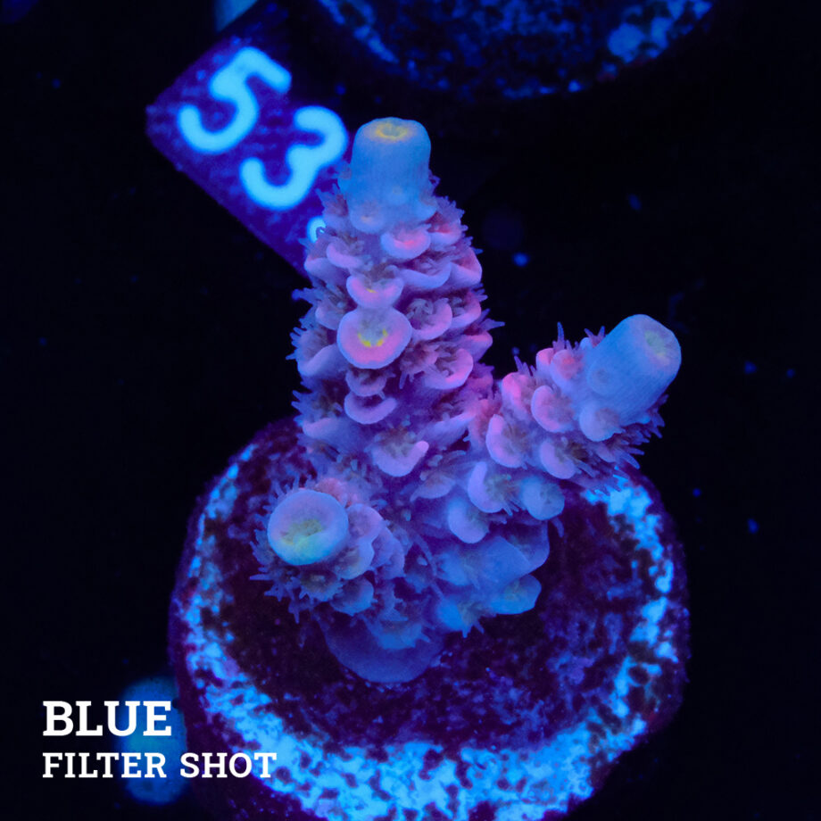 Acropora Tenuis 'Rosa