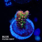 Acropora Microklados 'SSC'