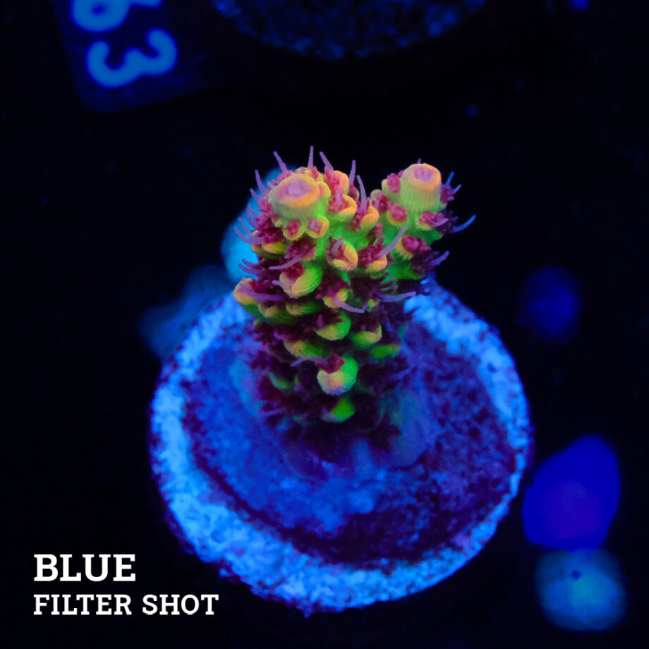 Acropora Microklados 'SSC'