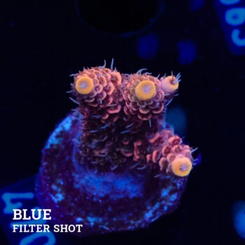 Acropora Millepora 'Pink'