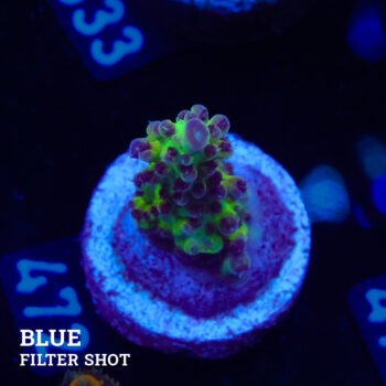 Acropora 'Aussi Fluo'