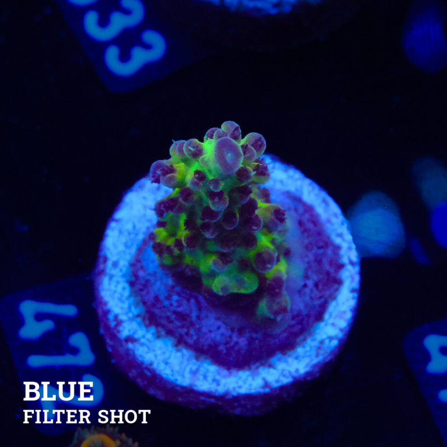 Acropora "Aussi Fluo