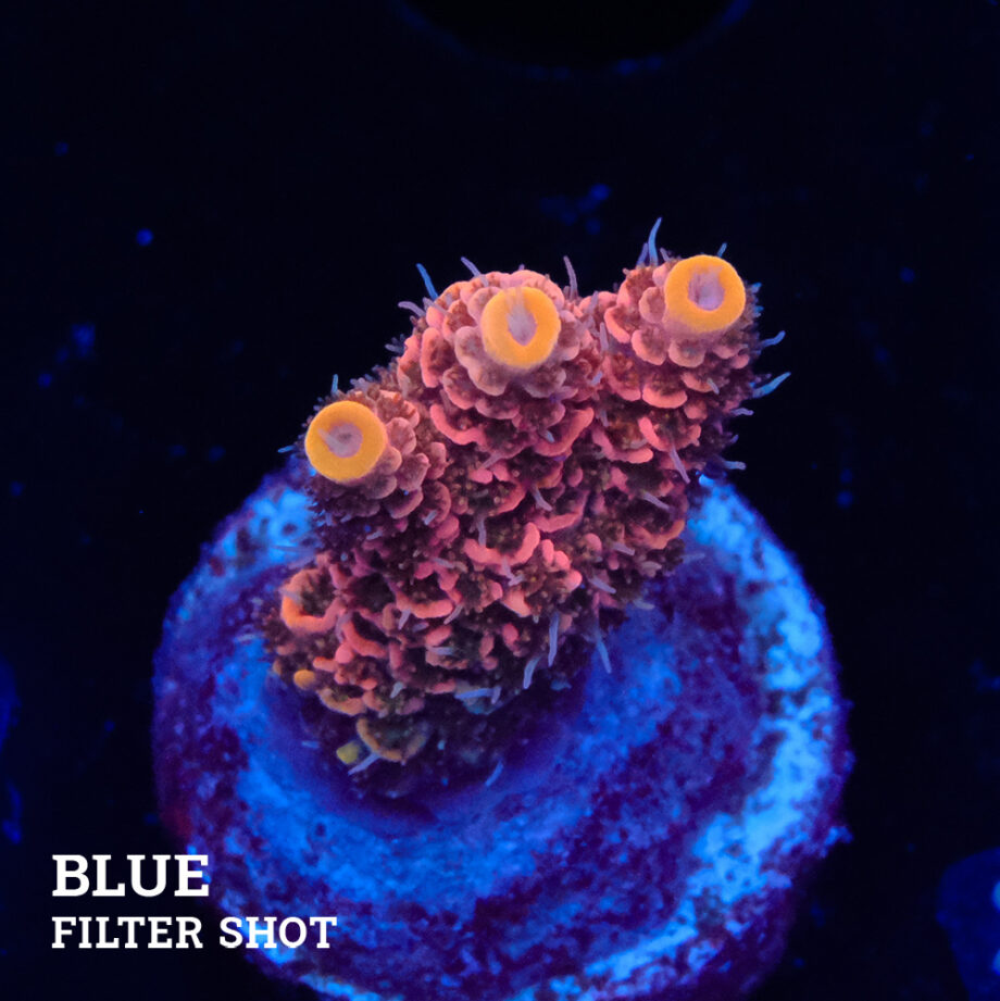 Acropora Millepora 'Pink'