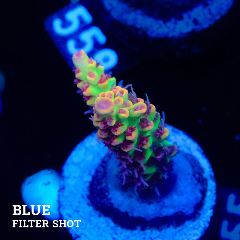 Acropora Microklados 'SSC'