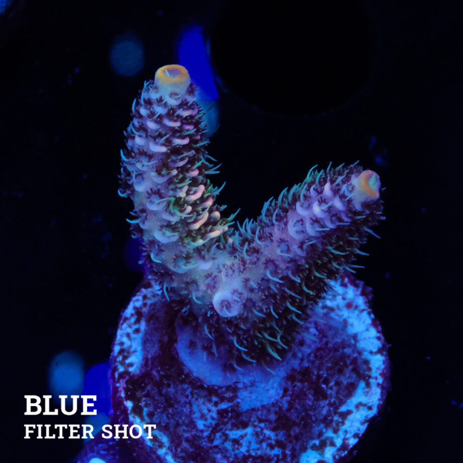 Acropora Millepora 'Pastel Rainbow'
