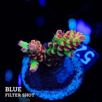 Acropora Microklados 'SSC'