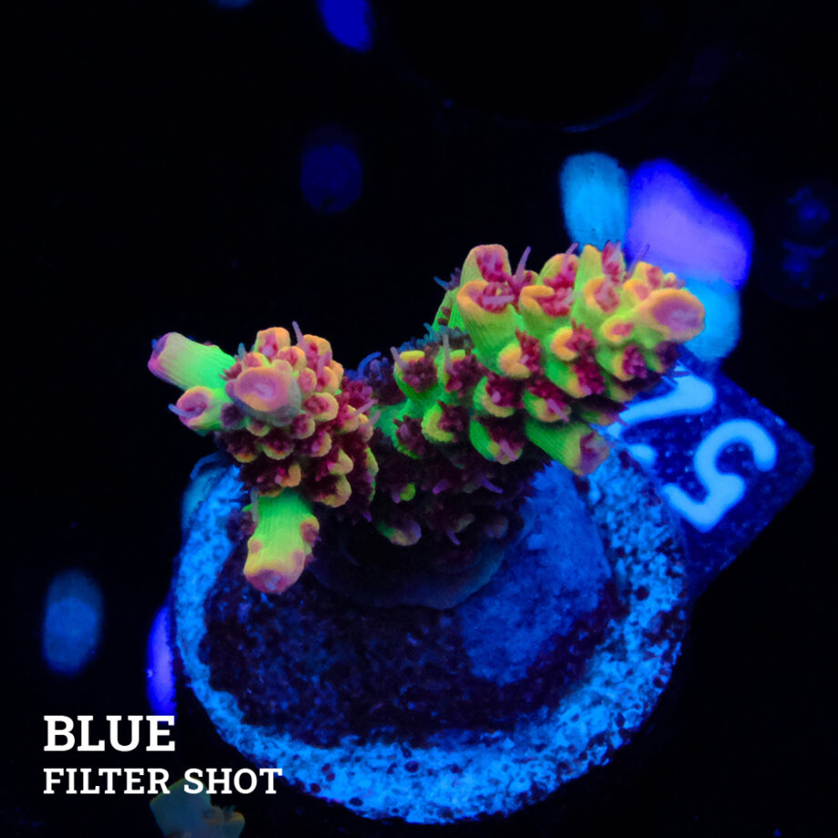 Acropora Microklados 'SSC'