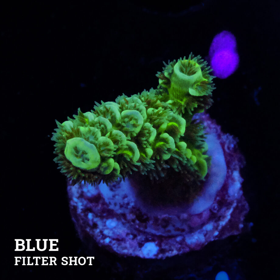 Acropora Tenuis 'Metallic'