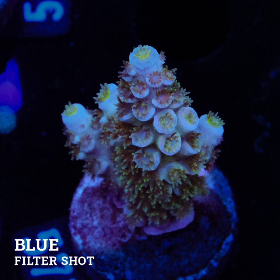Acropora Tenuis