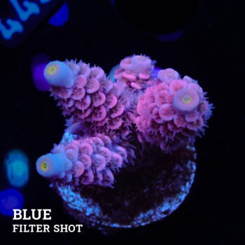 Acropora Tenuis 'Pink'