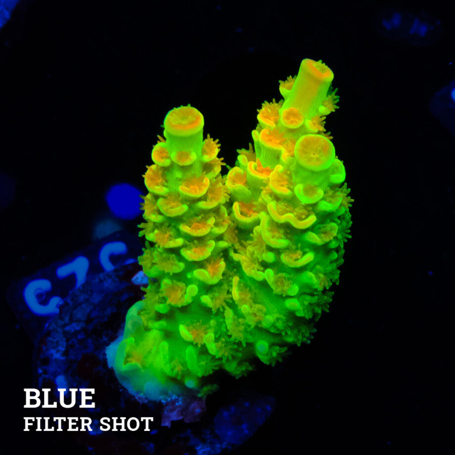 Acropora Tenuis 'Indo Green' (verde)