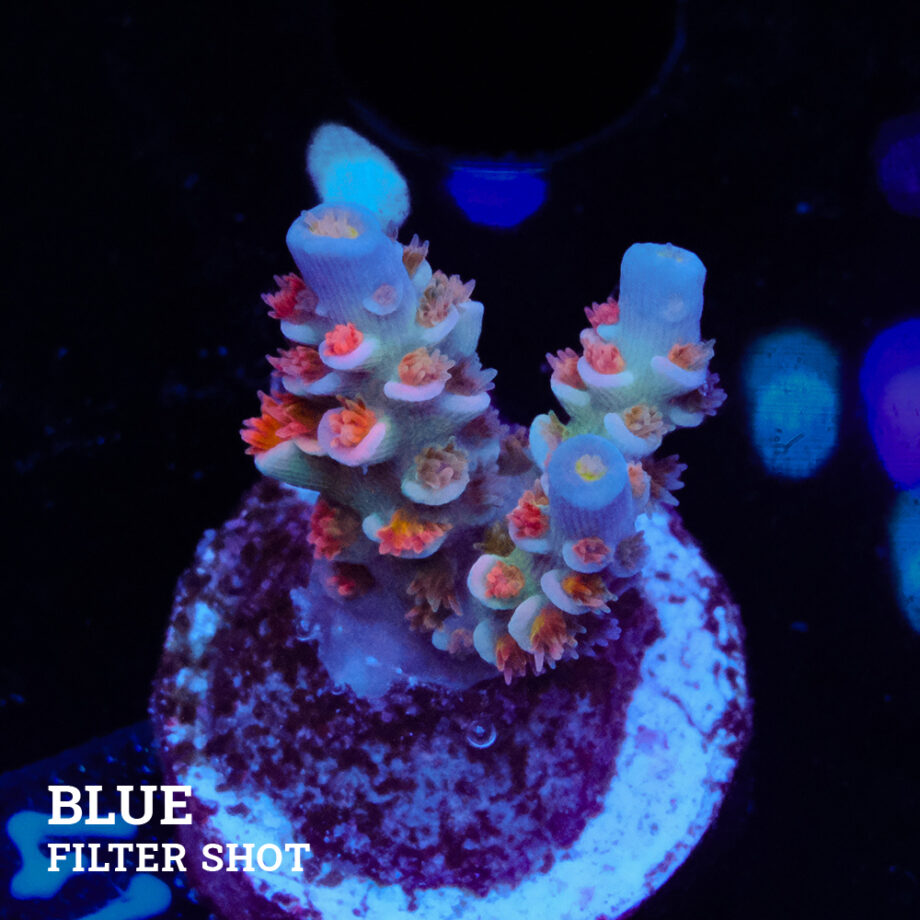 Acropora Tenuis 'Angry Birds'