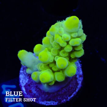 Acropora Austera 'Neón