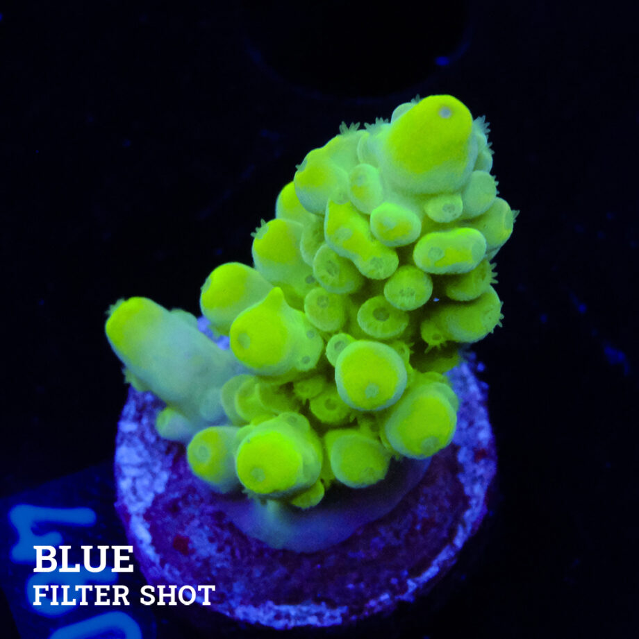 Acropora Austera 'Neón