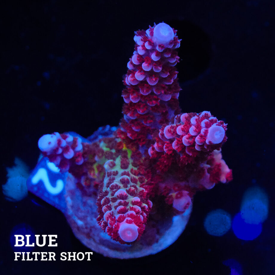 Acropora 'Fluo Bicolor II'
