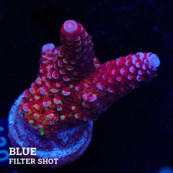 Acropora 'Fluo Bicolor II'