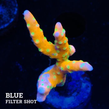 Anacropora 'Tropicana