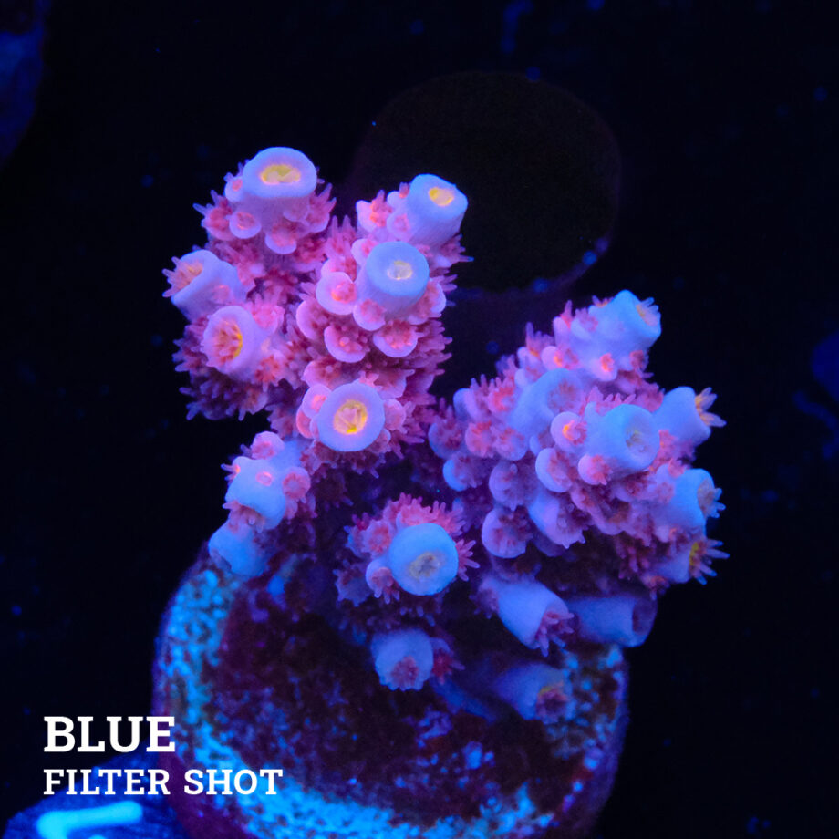 Acropora Tenuis 'Pink'