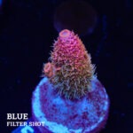 Acropora Millepora 'Rainbow'