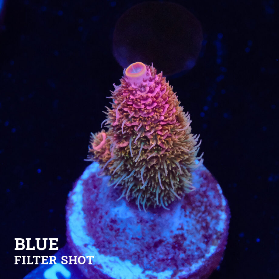 Acropora Millepora 'Rainbow' (Arco iris)