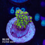 Acropora 'Tricolor'
