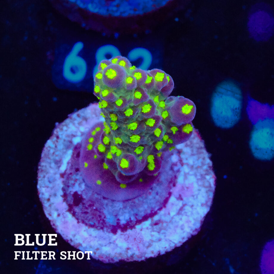 Acropora 'Tricolor'