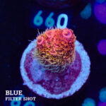 Acropora Millepora 'Rainbow'