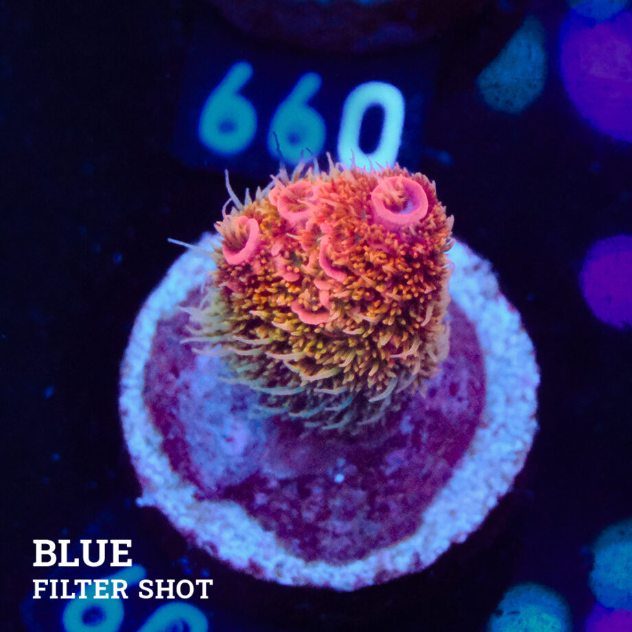 Acropora Millepora 'Rainbow'
