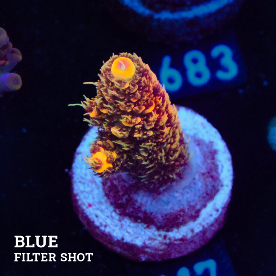 Acropora Millepora 'Orange'
