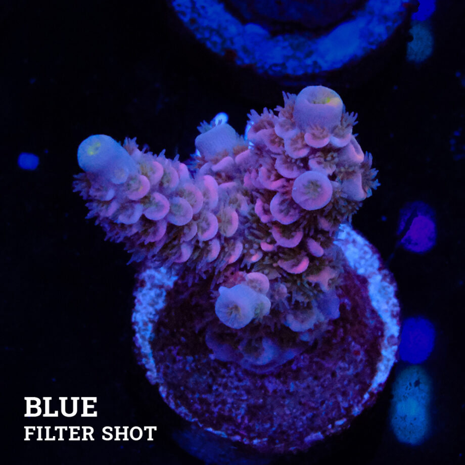 Acropora Tenuis 'Soft Pink'