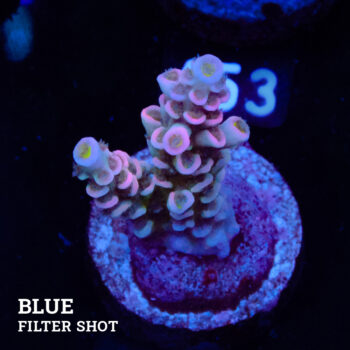 Acropora Tenuis 'Soft Pink' (rosa suave)