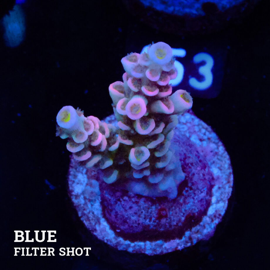 Acropora Tenuis 'Soft Pink'